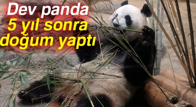 Tokyo da 5 yıl sonra dev panda doğdu