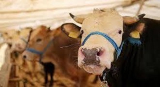 Şap Hastalığı Nedeniyle Hayvan Satışları Geçici Olarak Durduruldu
